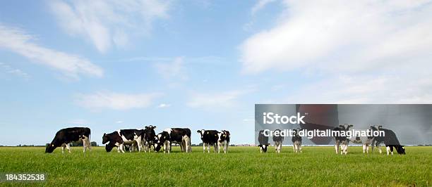Vacas - Fotografias de stock e mais imagens de Agricultura - Agricultura, Ajardinado, Animal