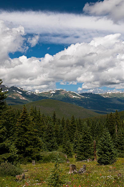 Pristine Pine Forest in the Rocky Mountains A pristine pine forest in the Colorado Rocky Mountains in Breckenridge.  The Ten Mile Range mountain range is in the background. tenmile range stock pictures, royalty-free photos & images