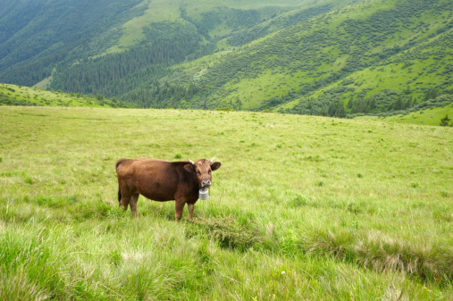 cow in alpine meadow