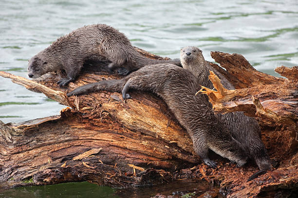 istock Wild river otters climb log in Yellowstone NP Wyoming 184353105