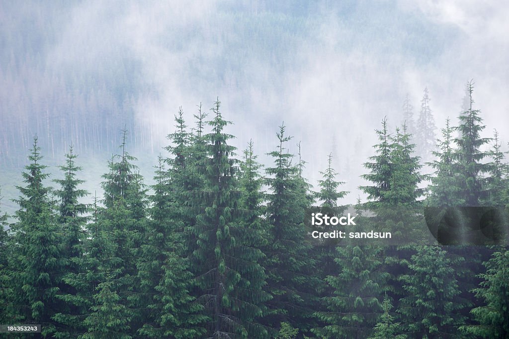 Mystère forêt - Photo de Brouillard libre de droits