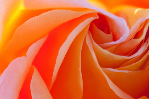 Macro image of a rose