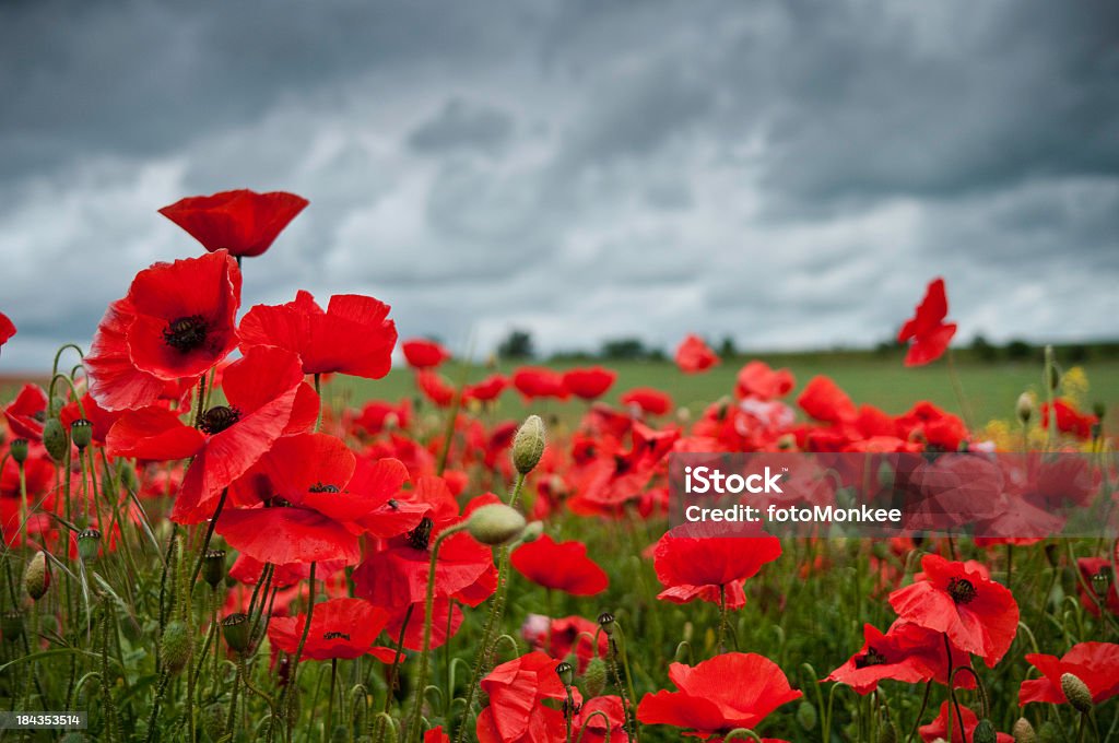 Red poppies, bedeckter Himmel Wolken, Großbritannien - Lizenzfrei Mohn - Pflanze Stock-Foto