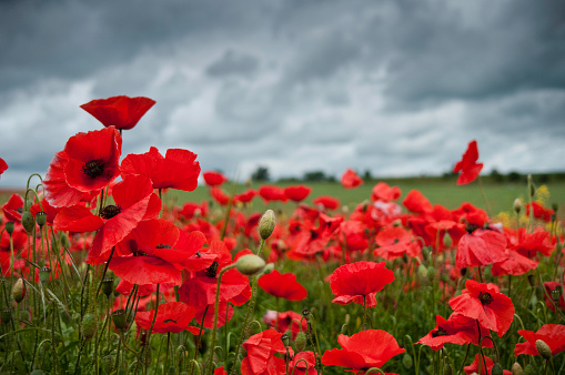 Red poppies in a field with a cloudy sky