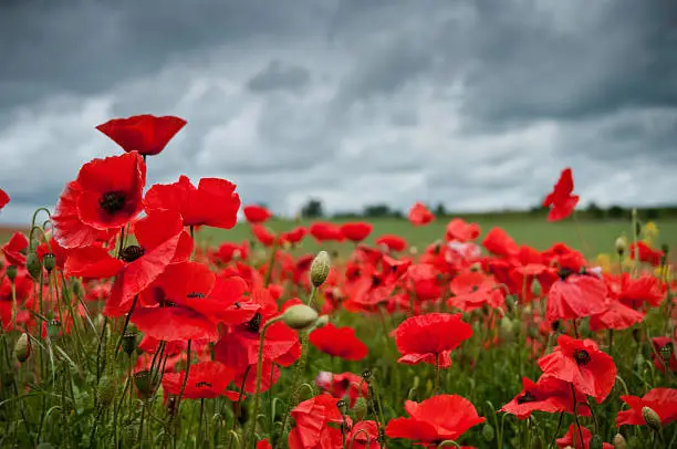 Wide angle close-up view of wild red poppies and foliage in a rural field. Plenty of space for copy and text. Image taken on a cloudy and overcast day with a moody sky and a ProPhoto RGB profile for maximum color fidelity and gamut.