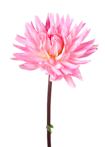 Pink flower on a white background.