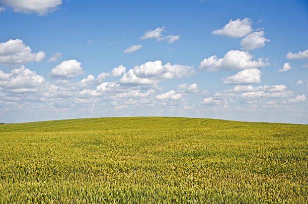 istock Green Wheat Field and Summer Sky 184353732