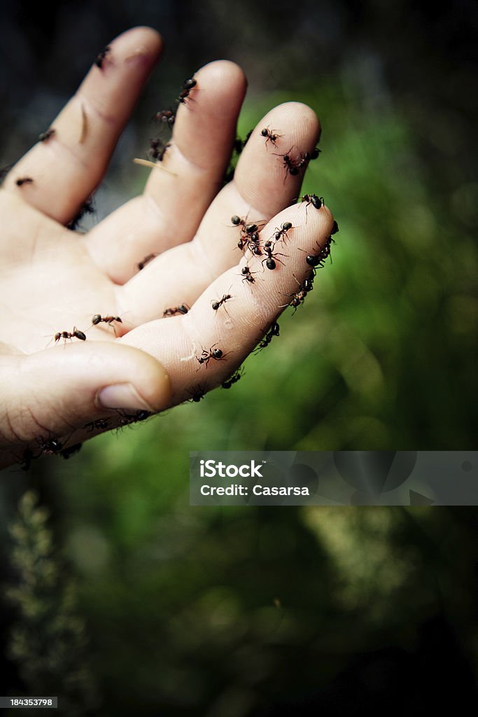 Formigas em mãos - Foto de stock de Colônia - Grupo de Animais royalty-free