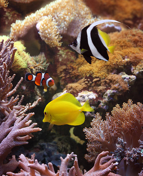 istock Fishes and corals in the sea 184353841