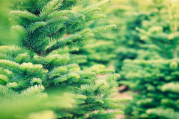 рождественская дерево ферма - noble fir стоковые фото и изображения