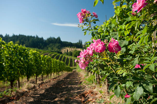 Vineyard - Photo