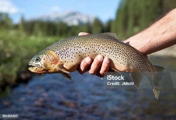 Photo libre de droit de Truite Tueuse Avec La Rivière Et Des Montagnes Dans Le Fond banque d'images et plus d'images libres de droit de Activité de loisirs