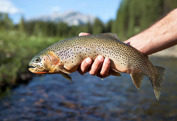 istock Cutthroat Trout With River and Mountains in The Background. 184354107