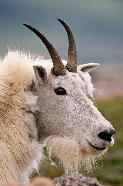 Closeup of Mountain Goat located on Mount Evans in the Colorado Rocky Mountains.