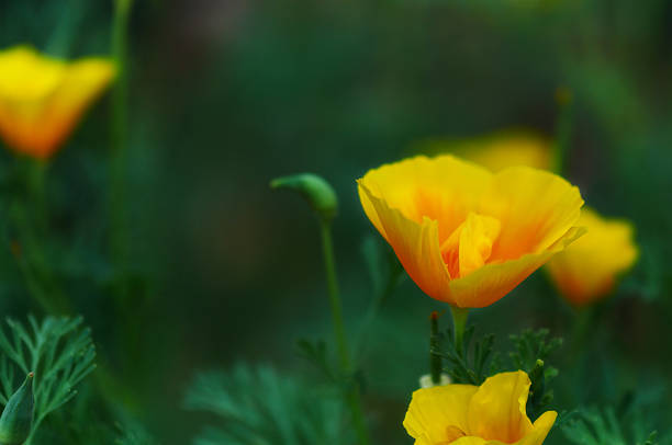 istock Fresh Yellow flowers on the meadow 184354450