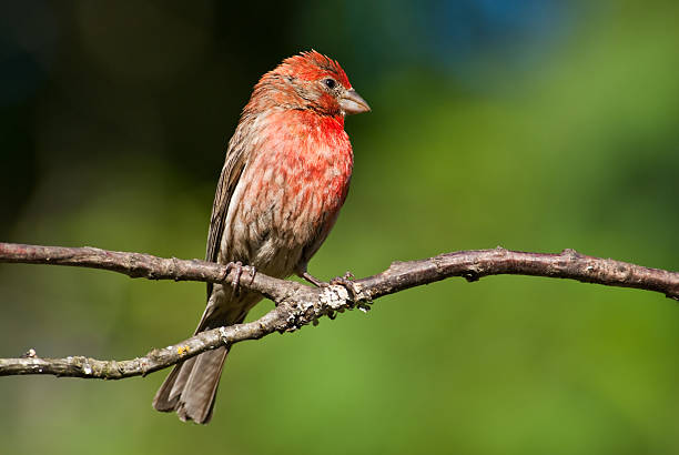 Male House Finch Perched on a Branch The House Finch (Haemorhous mexicanus) is a year-round resident of North America and the Hawaiian Islands. Male coloration varies in intensity with availability of the berries and fruits in its diet. As a result, the colors range from pale straw-yellow through bright orange to deep red. Adult females have brown upperparts and streaked underparts. This male finch was photographed in Edgewood, Washington State, USA. jeff goulden puyallup washington stock pictures, royalty-free photos & images