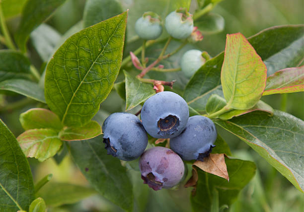 istock Close-up Of Ripe Blueberries 184354944