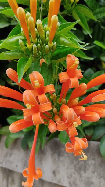 istock Flowers color orange 1843552103