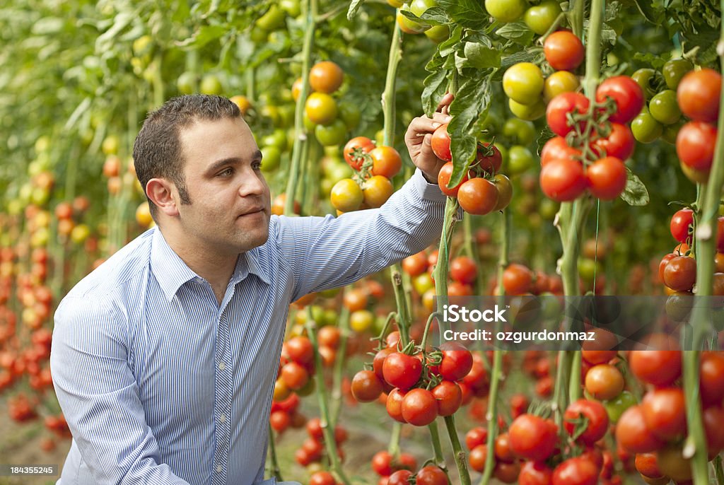 Cientista na estufa - Foto de stock de 30 Anos royalty-free