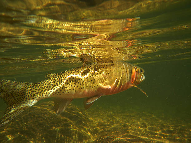istock West Slope Cutthroat Trout Under Water 184355255