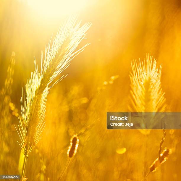 Bellissimi Colori Della Natura - Fotografie stock e altre immagini di Autunno - Autunno, Macrofotografia, Ambientazione esterna