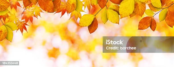 빠삐용 추절 나뭇잎색 가을에 대한 스톡 사진 및 기타 이미지 - 가을, 배너-표지판, 0명