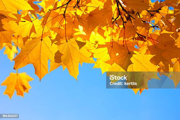秋の落ち葉 - オレンジ色のストックフォトや画像を多数ご用意 - オレンジ色, カエデ, カラー画像
