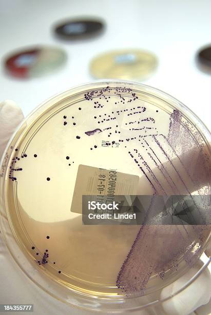 Vre Foto de stock y más banco de imágenes de Agar-agar - Agar-agar, Analizar, Asistencia sanitaria y medicina