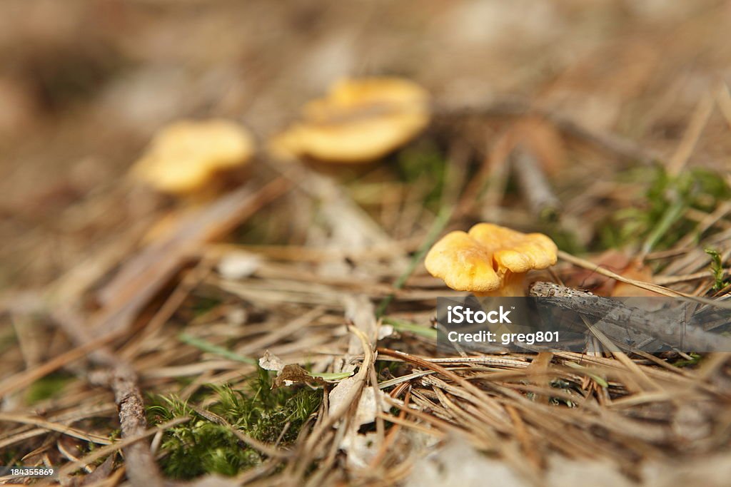 Chanterelles no moss XXXL - Foto de stock de Amarelo royalty-free