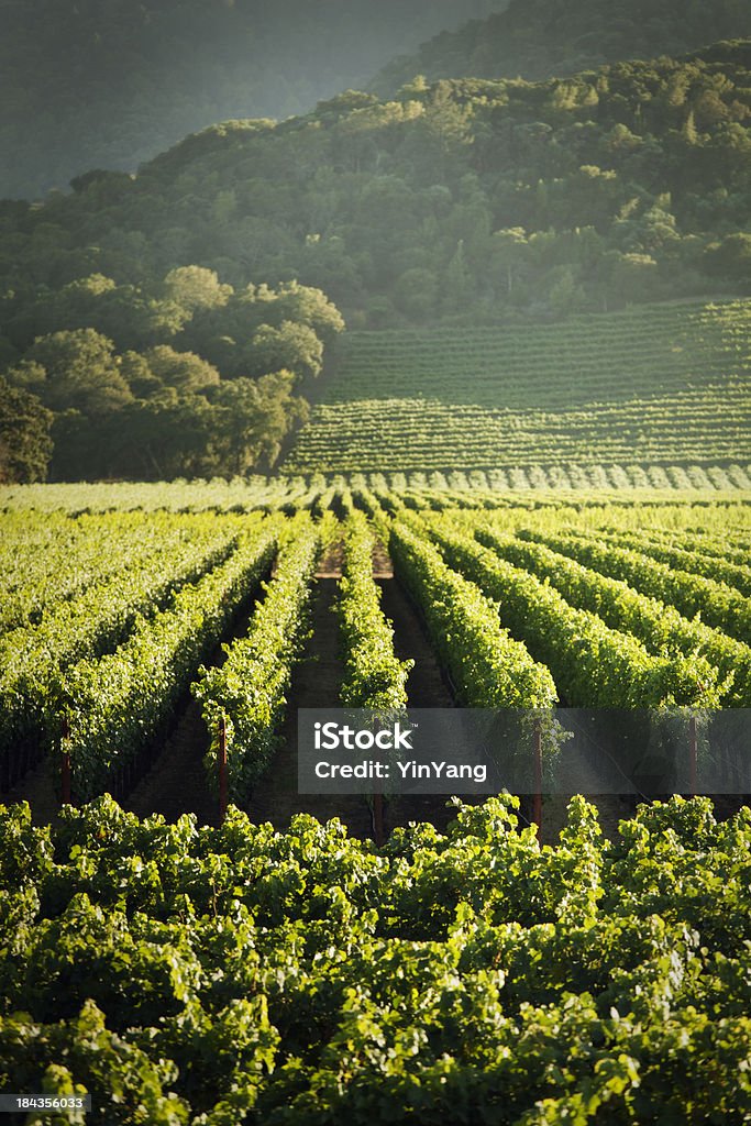 Grape Vines Vineyard Fields of Napa Valley Wine Country, California "Subject: Napa Valley wine country Vineyard in the early evening.Location: Napa Valley, California, USA." Napa Valley Stock Photo