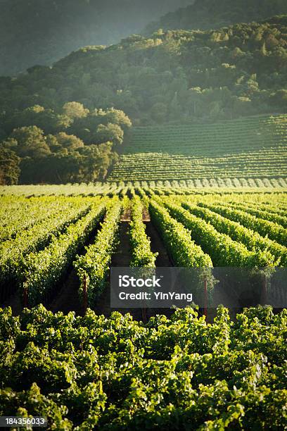 Grape Vines Vineyard Fields Of Napa Valley Wine Country California Stock Photo - Download Image Now