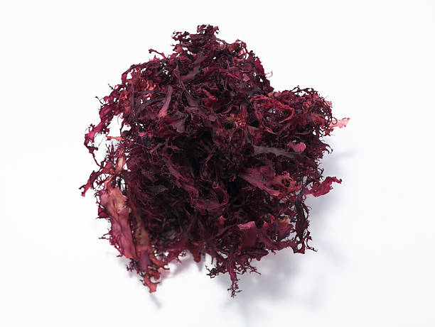 istock Red Tosaka Seaweed 184356118