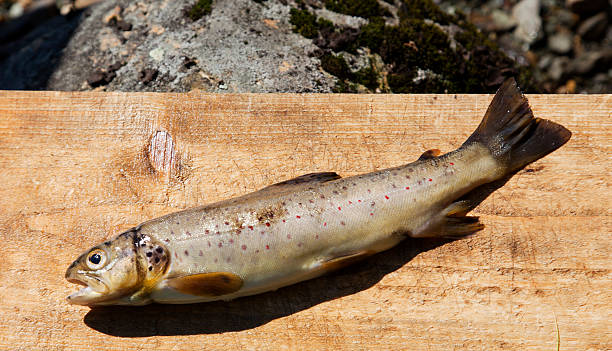 istock Newly caught arctic charr (trout) on wooden board 184356162