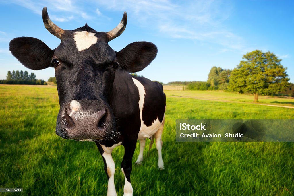 Vaca em pasture - Foto de stock de Gado Doméstico Bovino royalty-free