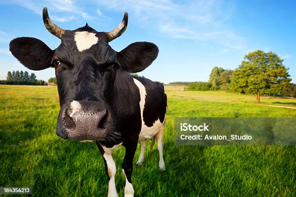 Vaca No Pasto - Fotografias de stock e mais imagens de Gado doméstico - Gado doméstico, Vaca, Primeiro plano