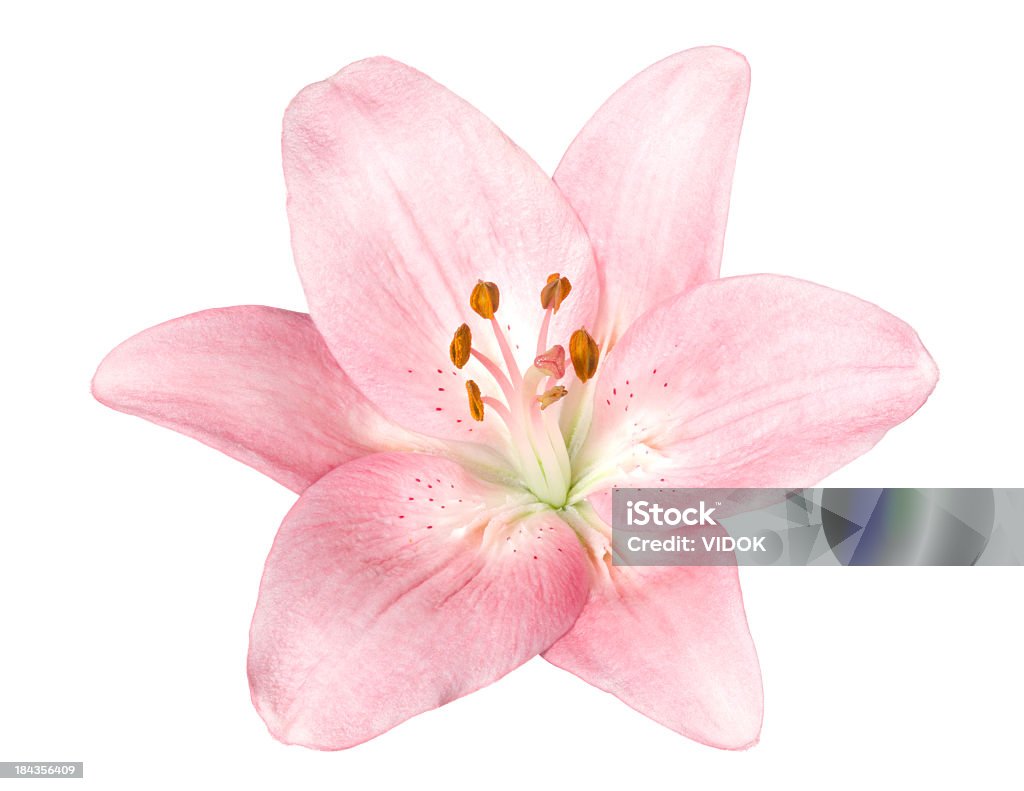 Lily. - Foto de stock de Flor libre de derechos