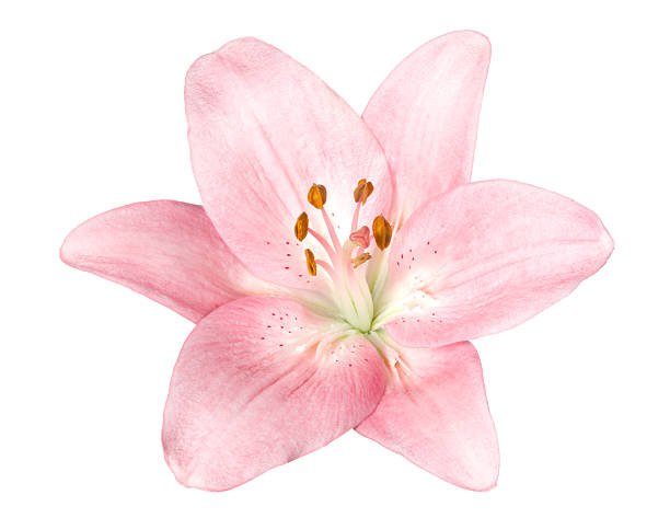 lily. - lily nature flower macro imagens e fotografias de stock