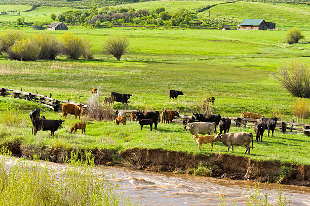 istock Cows Grazing Near Creek in Mountains 184356604