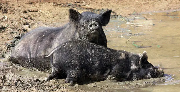 Photo of Pigs messing in the Mud