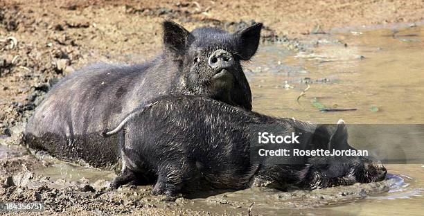 Suínos Messing Na Lama - Fotografias de stock e mais imagens de Jogo de Luta - Jogo de Luta, Porco, Animal