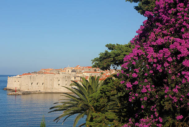 A bougainvillea plant flowering on the southern Dalmatia coastline near Dubrovnik