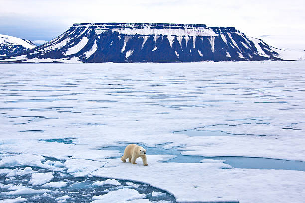 orso polare a piedi su pack - polar bear arctic global warming ice foto e immagini stock