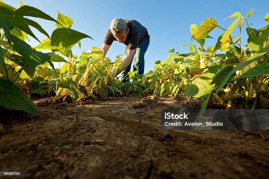 Haba harvest - Foto de stock de Agricultura libre de derechos