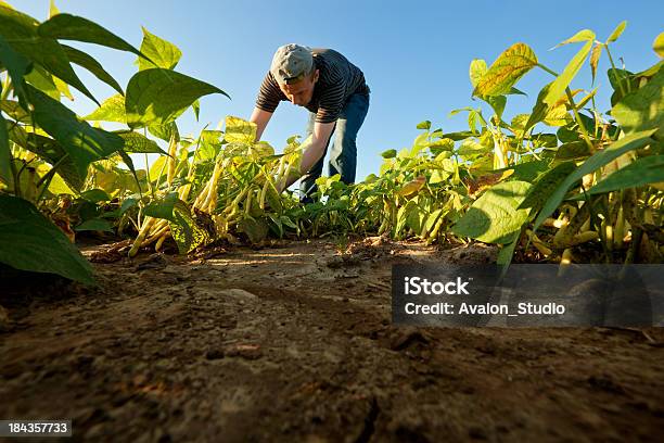 Haba Harvest Foto de stock y más banco de imágenes de Agricultura - Agricultura, Tierra, Judía