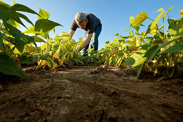 콩 수확하다 - farm farmer vegetable field 뉴스 사진 이미지