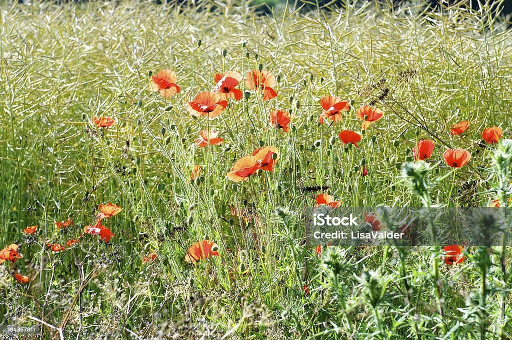 Poppies de milho - Foto de stock de Beleza natural - Natureza royalty-free