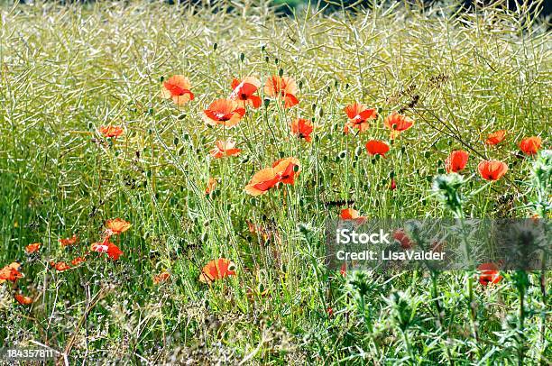 Foto de Poppies De Milho e mais fotos de stock de Beleza natural - Natureza - Beleza natural - Natureza, Campo, Cena Rural