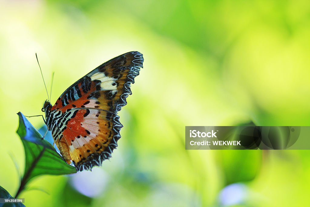 Leopardo mariposa alas de encaje en verde - Foto de stock de Aire libre libre de derechos