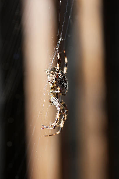 Cross spider stock photo