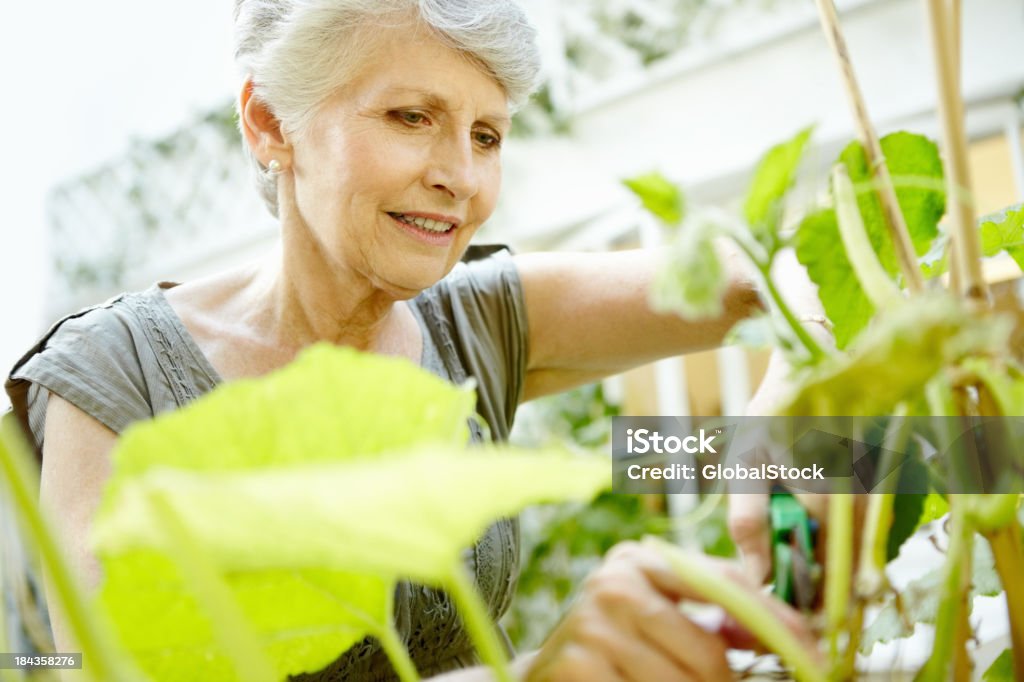 Senior mujer teniendo cuidado de plantas - Foto de stock de 60-69 años libre de derechos